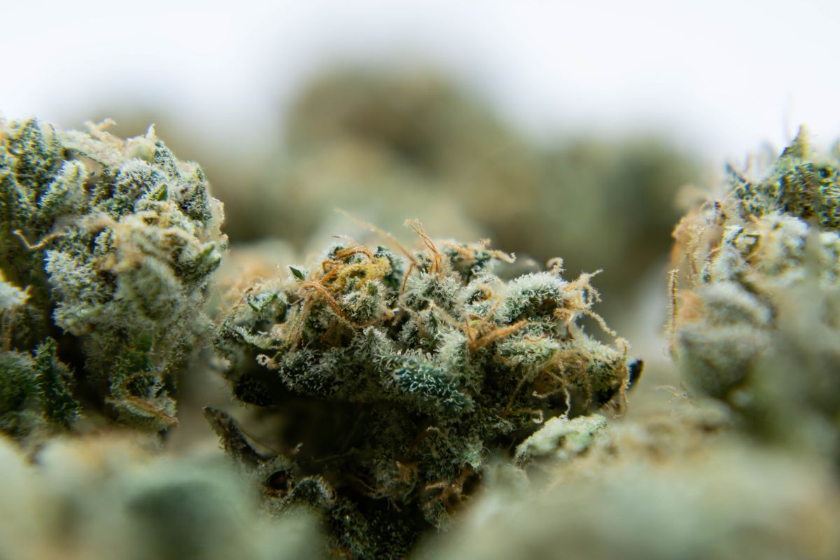 Best Strains For Sleep