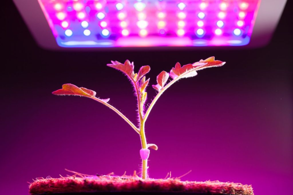 Are Grow Lights Bad For Your Skin (The Effect Of LED Grow Lights On Human Health)