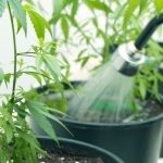 Automatic Watering System For Grow Tent (Pros And Cons)