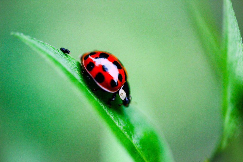 Bugs In Grow Tent (How To Avoid Pests And Infestations In Your Grow Tent)