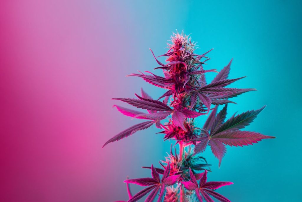 Colorful Weed Strains To Brighten Your Day (Picture-Worthy Cannabis Strains With Unique Colors)