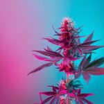 Colorful Weed Strains To Brighten Your Day (Picture-Worthy Cannabis Strains With Unique Colors)