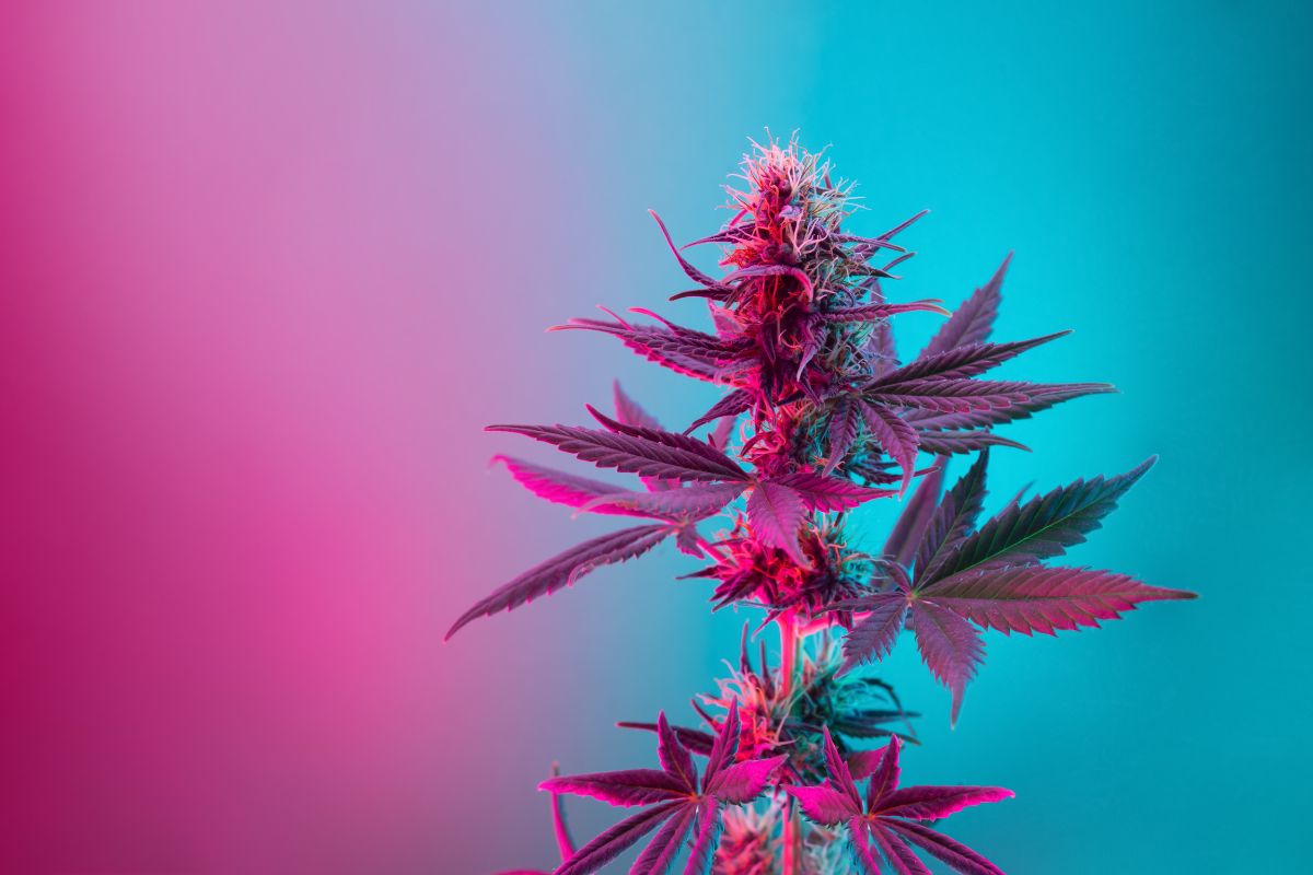 Colorful Weed Strains To Brighten Your Day (PictureWorthy Cannabis