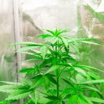 Controlling Humidity In Grow Tent (How To Lower Humidity In A Grow Tent)