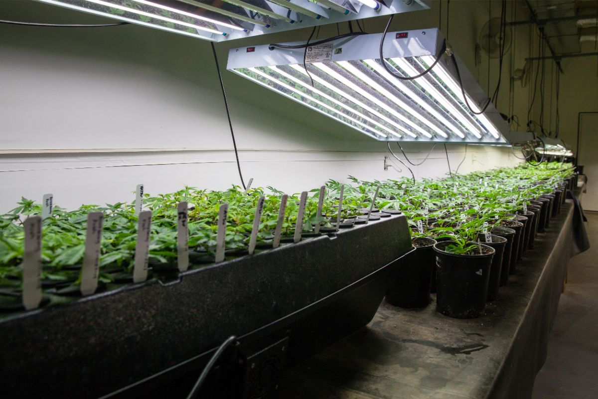 Do Grow Lights Produce Heat - And Which Produce The Most (1)