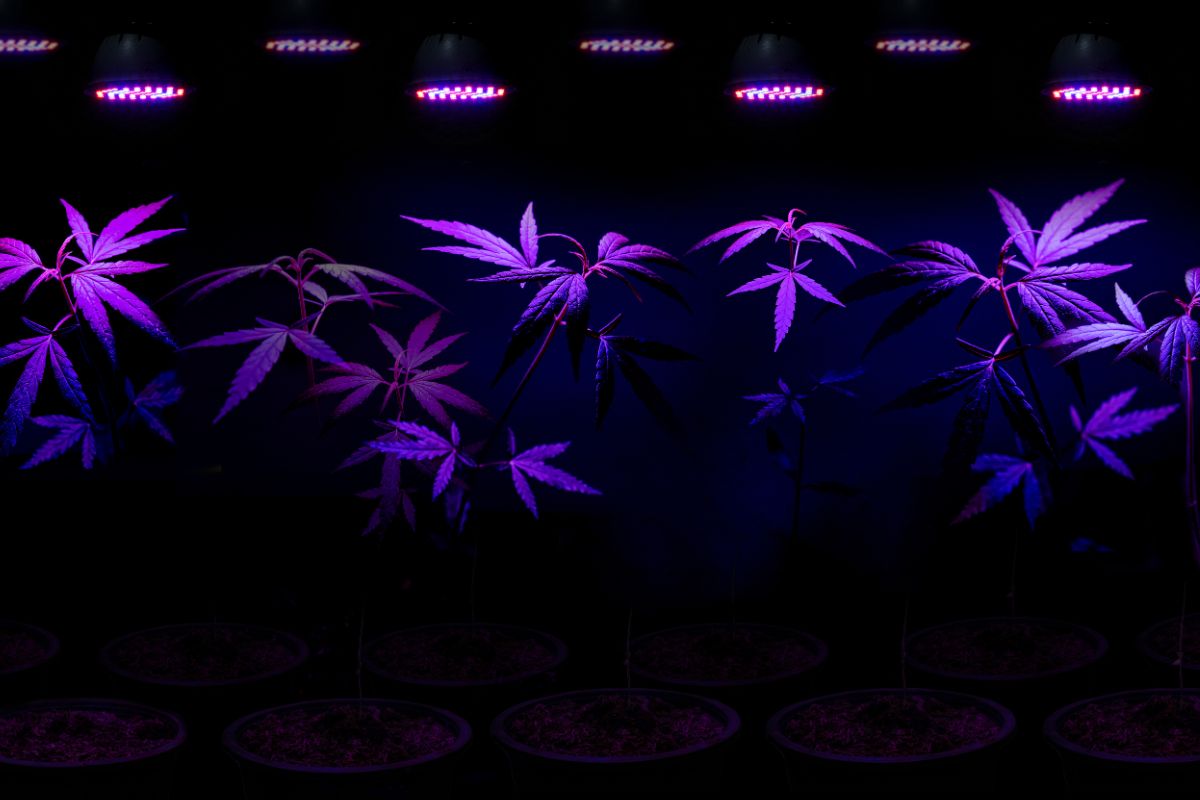 Do LED Grow Lights Emit UV (And Is It Harmful?)