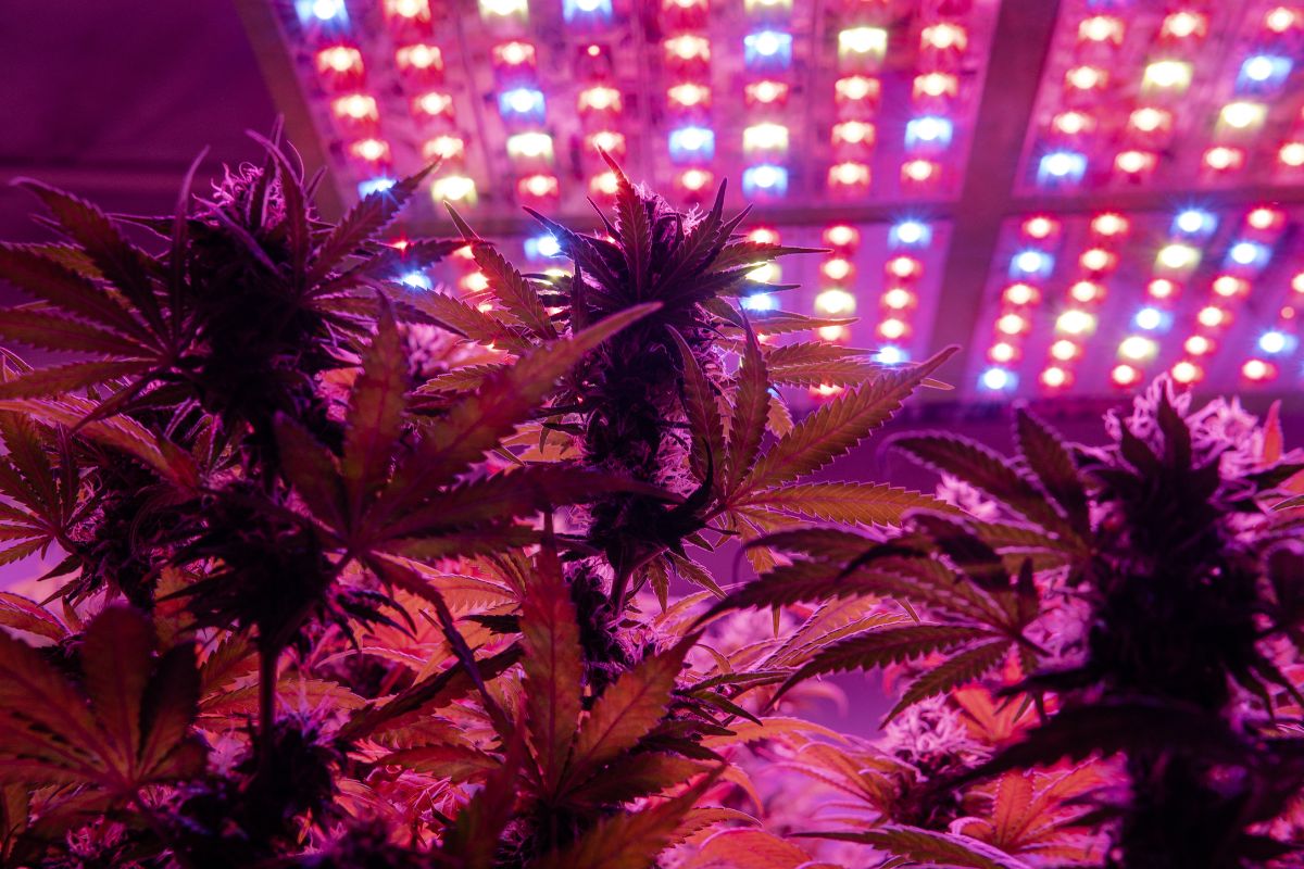 Do LED Grow Lights Emit UV (And Is It Harmful)