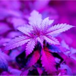 Grow Lights Ballast (How To Choose A Ballast For Growing Cannabis)