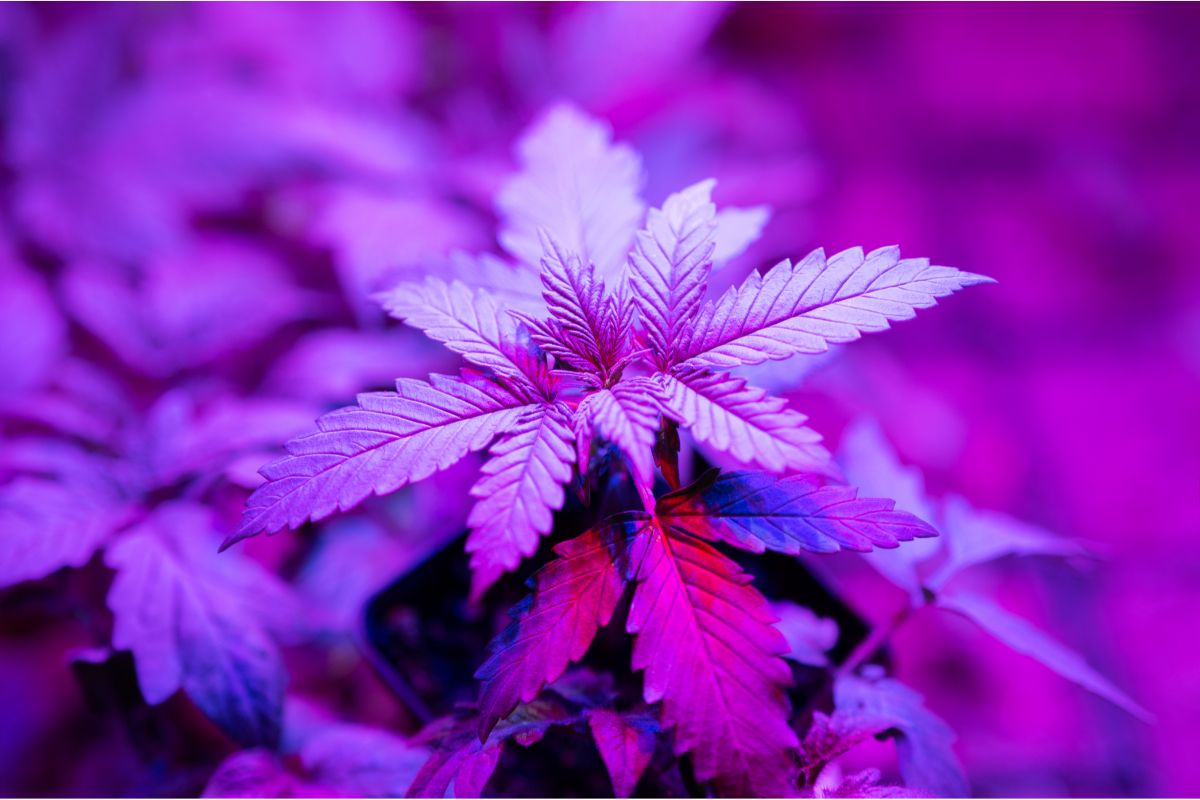Grow Lights Ballast (How To Choose A Ballast For Growing Cannabis)