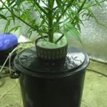 Grow Tent Watering System (How To Set Up A Drip Irrigation System For Cannabis)