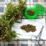How To Grind Weed Without A Grinder (Hacks To Grind Weed Without A Grinder)