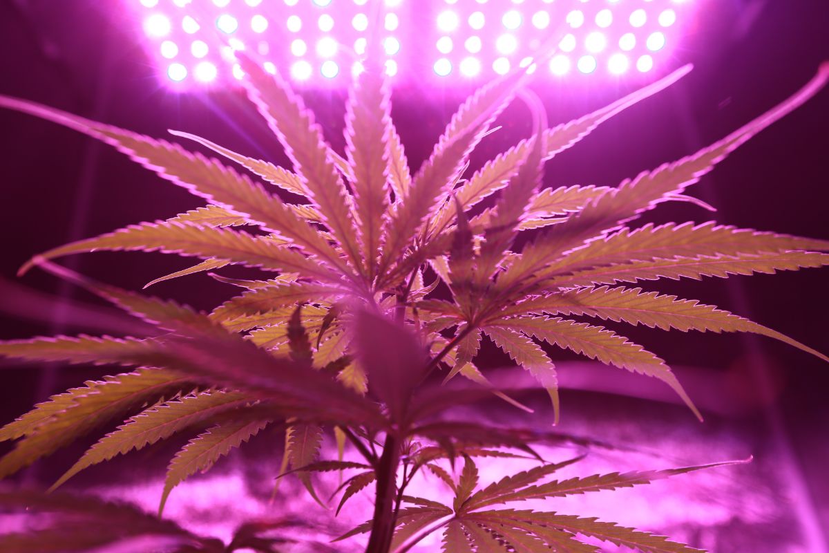 How To Hang Grow Lights (The Indoor Marijuana Grower's Guide To Artificial Lights) (1)
