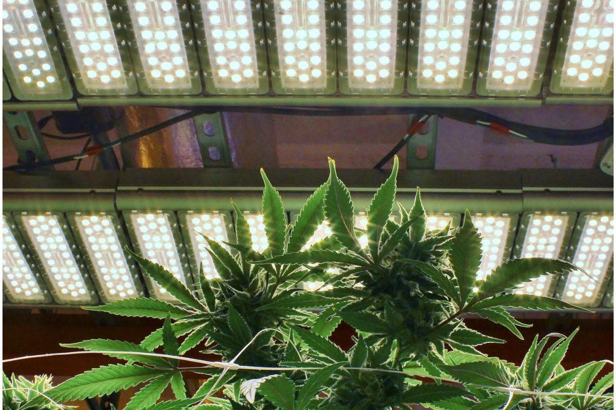 How To Hang Grow Lights (The Indoor Marijuana Grower's Guide To Artificial Lights)