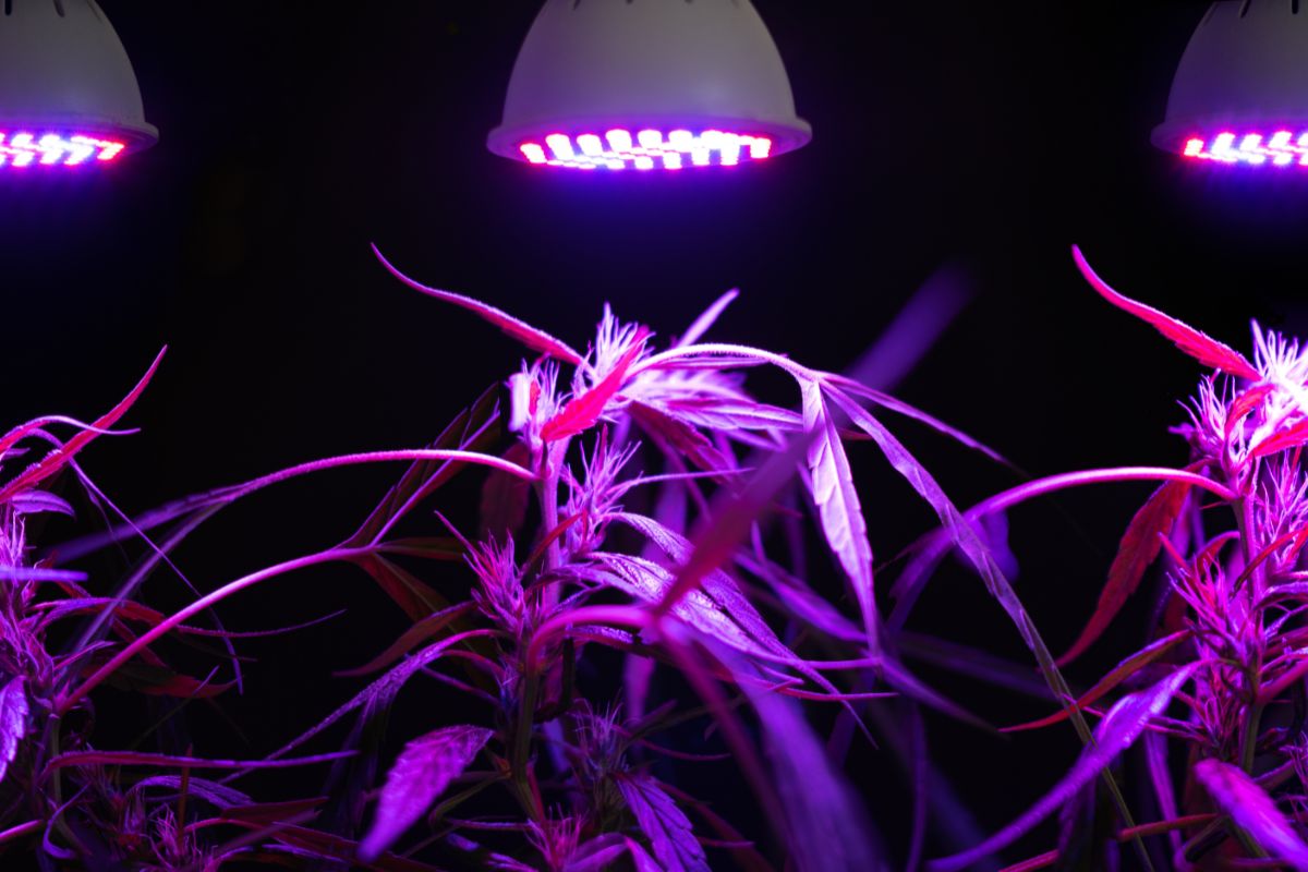 Moving Grow Lights