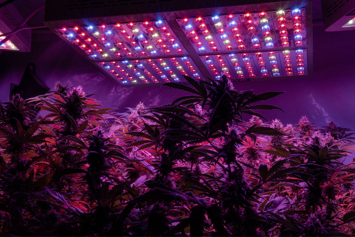 Quantum Board Grow Lights (What Is A Quantum Board LED Grow Light?)