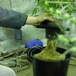 The Best Hydroponic Methods For Growing Cannabis Yourself (Ways To Grow Your Weed Hydroponically)