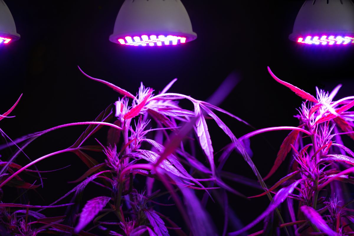 Why Are Grow Lights Purple (1)