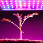 Why Are Grow Lights Purple?