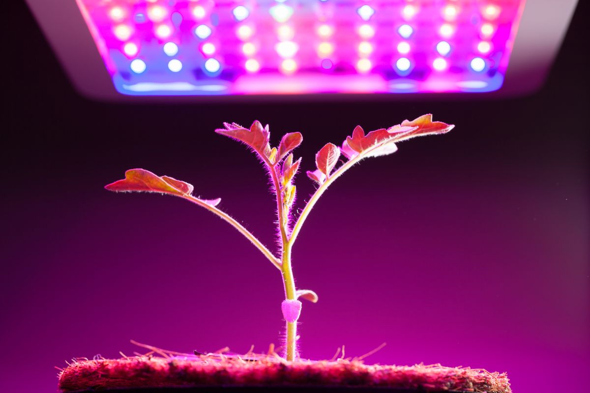 Why Are Grow Lights Purple